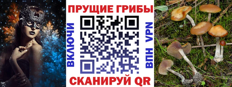 где найти наркотики  Арамиль  Псилоцибиновые грибы Psilocybe 